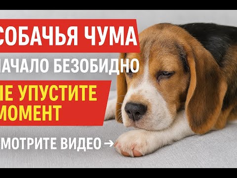 Plague of dogs is the most dangerous disease, and it begins with ordinary and harmless symptoms.