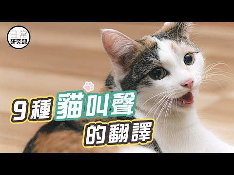 主子想表達甚麼？｜正常、異常的貓叫聲全解析！