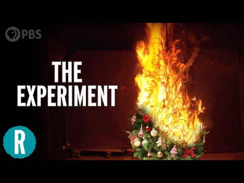 3 Trees, 3 Conditions, 2 Fires