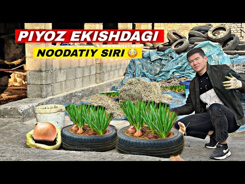 ЭНДИ ХЕЧ КИМ ҚИШДА ПИЁЗ СОТИБ ОЛМАЙДИ! ПИЁЗ ЭКИШНИНГ ЯНГИЧА СИРИ 😳