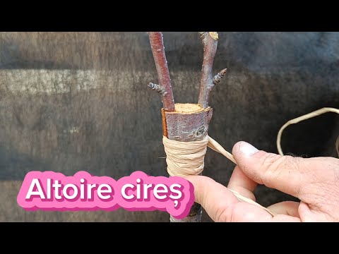 Cherry Grafting – Step by Step: How to Graft Cherries Successfully