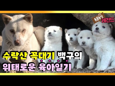 [TV 동물농장 레전드/SUB] ‘수락산 꼭대기 백구의 비밀’ 풀버전 다시보기 #TV동물농장 #AnimalFarm #SBSstory