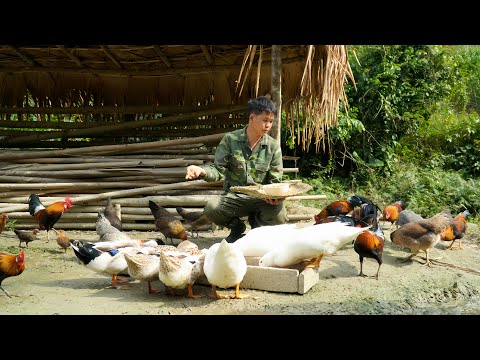 wilderness survival, traces of wildlife, The wild animal with many sharp spines escaped the trap