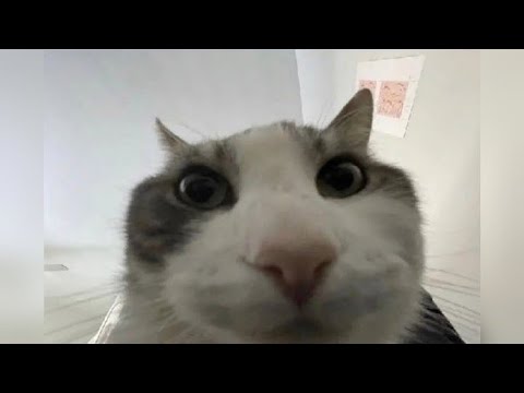 these cats went too far