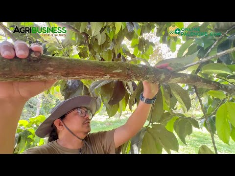 Paano nila napapabunga ang Mangosteen kahit off season? Kaya malaki ang kita