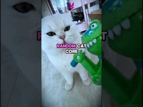 Random Cat Core - Funny Cat Video #viralshorts #core #ranking #funny #funnyvideo #funnycats