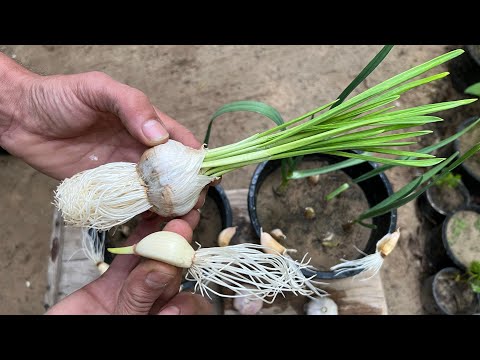 في ظل موجة الغلاء وارتفاع الأسعار جرب طريقتي ولن تشتري الثوم بعد اليوم من الآسواق 🧄🌿شاهد الطريقة