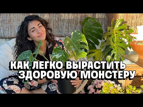 Как вырастить красивую здоровую монстеру легко и быстро! Фитильный полив.