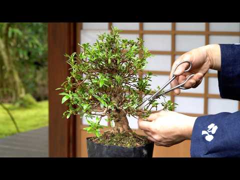 Azalea Bonsai creation