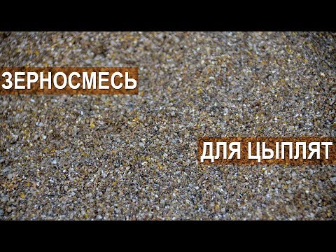 Рацион для цыплят. Состав самодельного корма. Рекомендации Сергея Матрипула