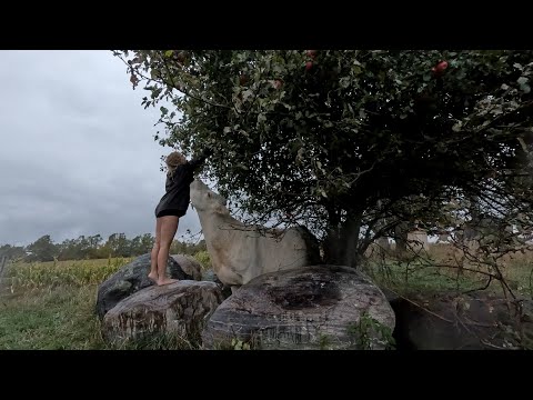 Apple's Are Ready Cows Are Happy