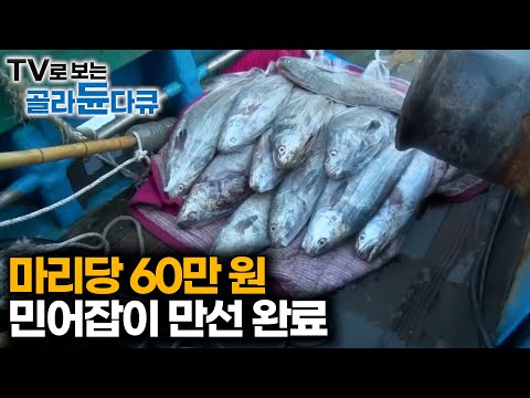 여름이면 천정부지로 값 오른다. 기대하며 그물 끌어 당긴 결과｜만선 민어잡이｜극한직업｜#골라듄다큐