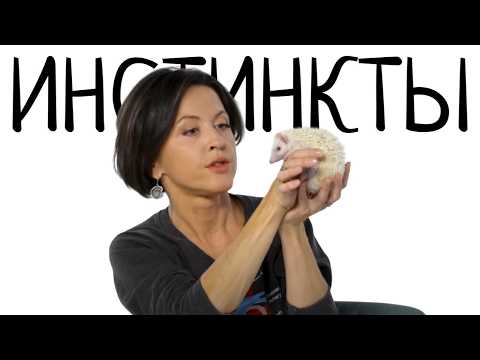 Абсолютно все люди делают это в течение 0,6 секунд. Евгения Тимонова об инстинктах животных и людей