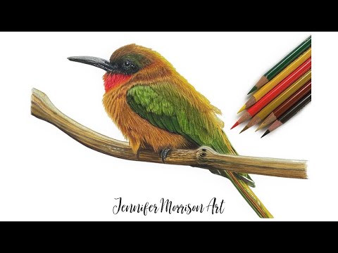 Drawing a Realistic Bird Using Colored Pencils