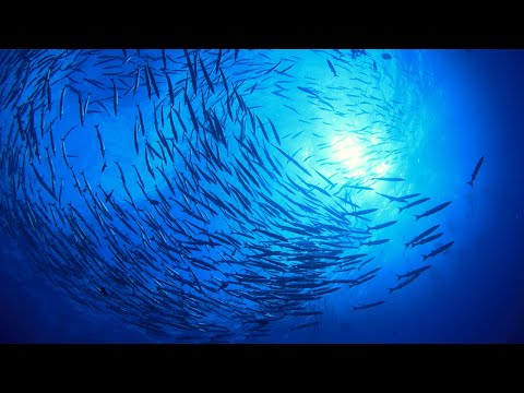 Intenta Escuchar Durante 3 Minutos ★︎ Sana Tu Alma, Mente y Cuerpo ★︎ Duerme Instantáneamente