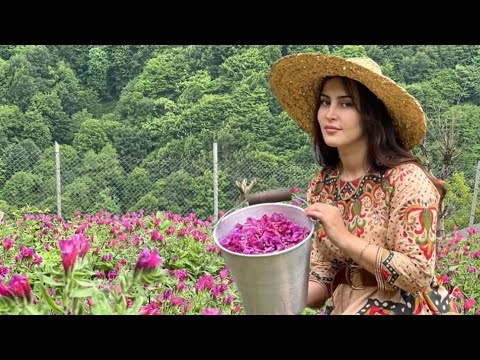Cooking Fried Chicken With Flavored Mushrooms in The Spring Nature of the Village