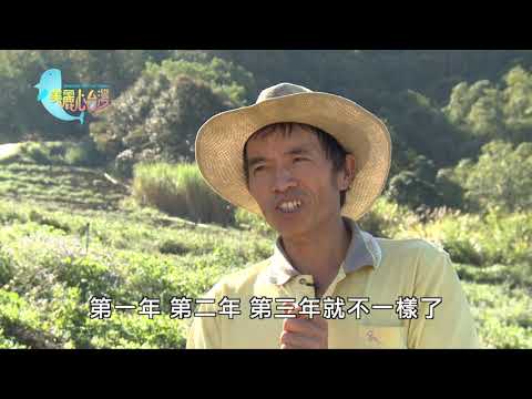 【台中南投高雄】適地適種 土壤與草相探討 | 有機無毒 | 329 | #美麗心台灣