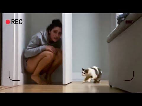 女孩縮在門後躲避著貓咪、誰料到竟會發生...！⁽(◍˃̵͈̑ᴗ˂̵͈̑)