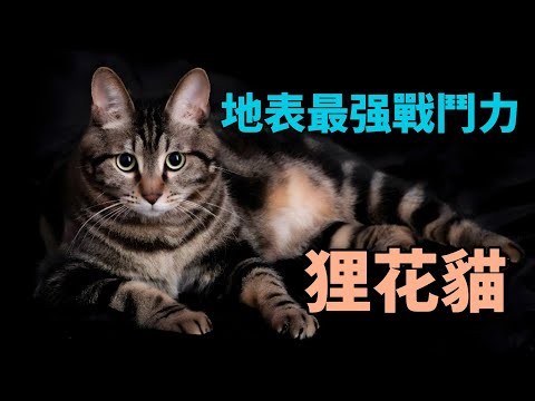 養了它，你就撿到寳了----寵物狸花貓