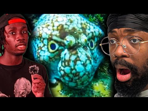 Octopus Facts Are CRAZIER Than We Thought… (Casual Geographic Reaction)