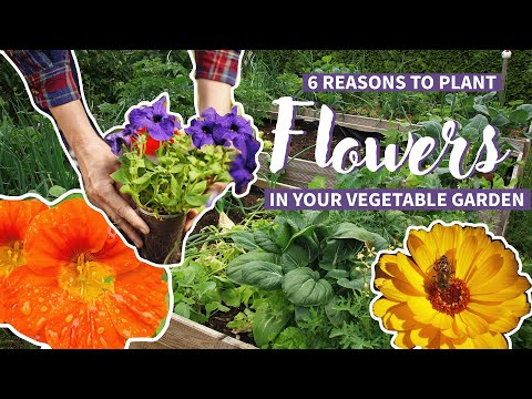 6 Reasons to Plant Flowers in Your Vegetable Garden 💐