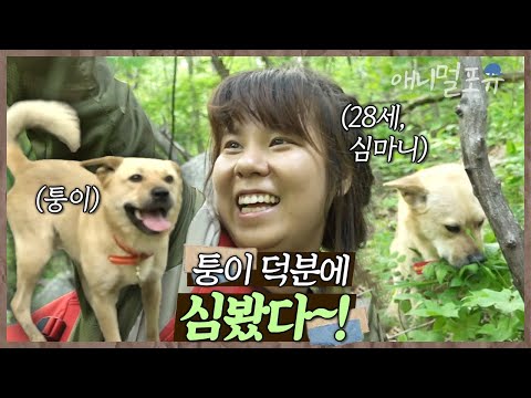 “심 봤다~~!!” 강아지랑 함께 산에 오른 초보 심마니 진여 씨. 마침내 발견한 산삼?!🌱 | 풋내기 약초꾼의 꿈 | KBS 인간극장 2018 방송