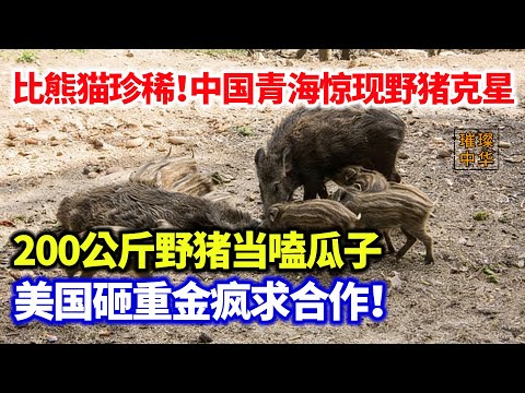 比熊猫珍稀！中国青海惊现野猪克星！200公斤野猪当嗑瓜子，美国砸重金疯求合作！#璀璨中华 #中国新闻 #奇闻异事 #物种 #野猪 #美国