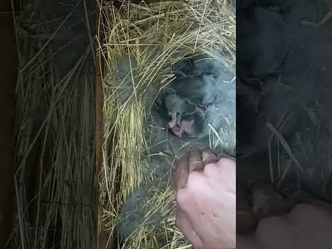 #кролики #окрол #французкий_баран