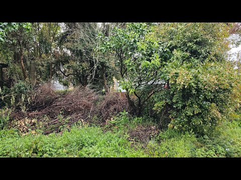 "ARE YOU SURE You're Gonna Do This For FREE?" We decided to rescue our client from the forest