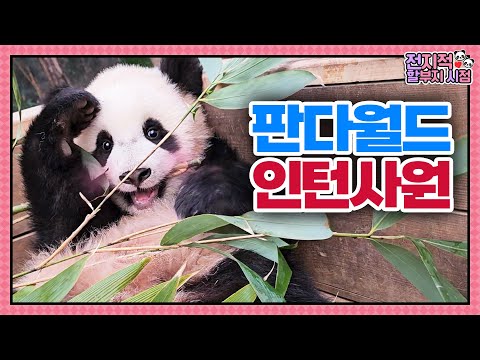 (SUB) Baby Twin Pandas Loves Playing Outside Most🐼│Panda World