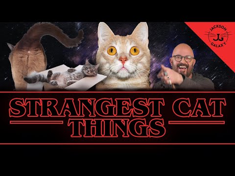 Strange Cat things! Why Do Cats Do that!?