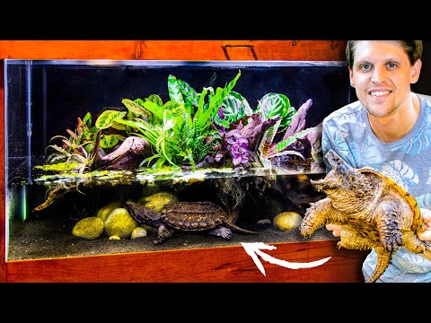 Rare Hybrid Snapping Turtle Planted Paludarium (Only 50 in the World)