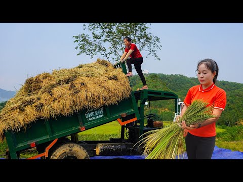 Harvesting A Truckload Of Grass To Sell To Villagers For Livestock - Village Life - New Life