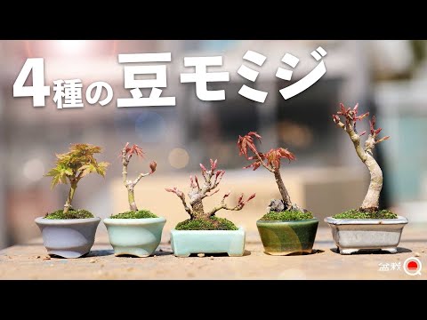 How to grow and make miniature bonsai from 4 types of maples [Bonsai Q]