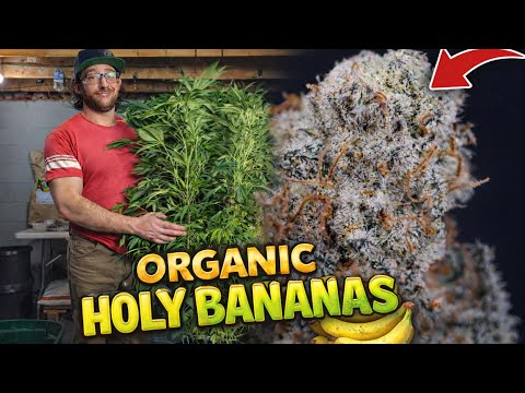 EVERYTHING I DID FROM START TO FINISH | ORGANIC HOLY BANANAS | HARVEST, DRY, CURE
