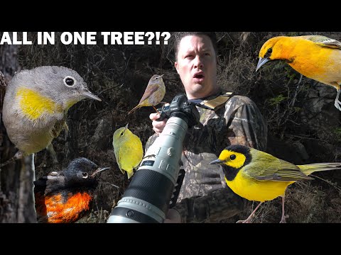 Looking for a rare warbler in the desert leads to more than I can handle