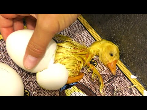 ТАКОМУ РЕЗУЛЬТАТУ ПОЗАВИДУЮТ ДАЖЕ ПРОФИ! ИНКУБАЦИЯ ГУСИНЫХ ЯИЦ С 90% ВЫХОДА!