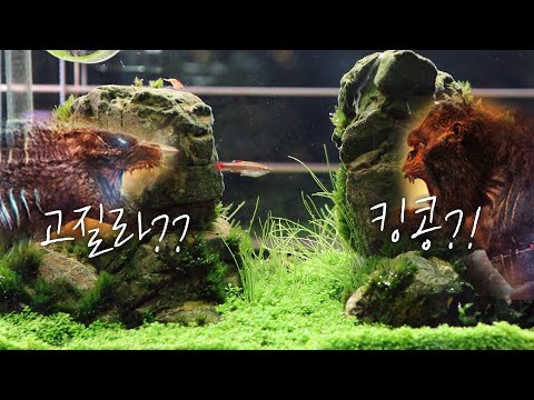 콩vs고질라 가 되어버린 어항 꾸미기