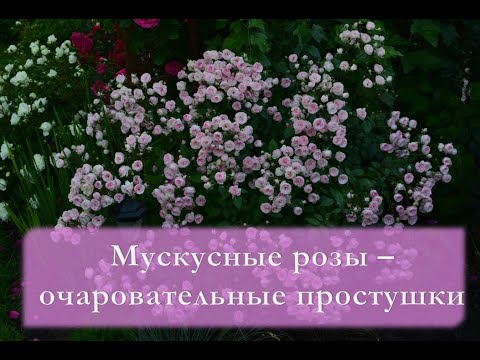 Мускусные розы  -  очаровательные простушки