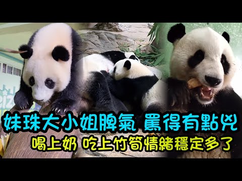 12月17日 妹珠早上發大脾氣，哼哼唧唧搖頭晃腦罵的有點凶，喝上奶啃上竹筍情緒穩定多了#熊貓妹豬#熊貓妹珠 #熊貓萌萌 #熊貓家和 #cutepanda 