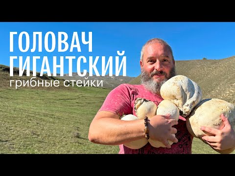 Giant golovach. We gather them in the mountains and cook them into steaks. Mikhail Vishnevsky