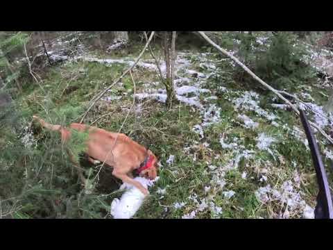 Быстрый заяц.