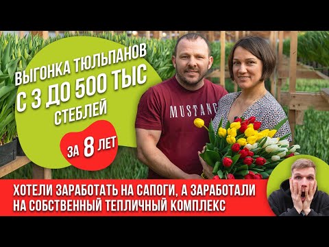 Выгонка тюльпанов в Красноярске. Выросли с 3 000 до 505 000 тюльпанов. История наших клиентов.