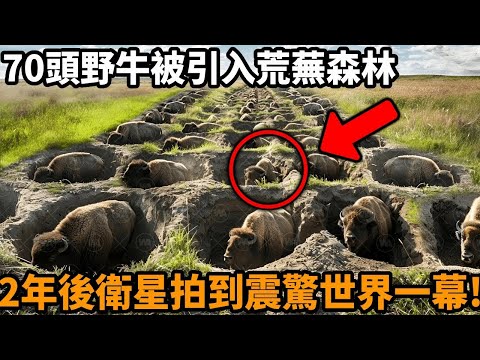 70頭野牛被放入荒蕪的瀕死森林！2年後NASA衛星拍到震撼全世界的一幕！專家驚呼：土壤碳儲量暴增400%、消失30年的稀有植物重現！#野牛復育 #森林奇蹟 #自然修復 #生物工程 #心靈飼養員