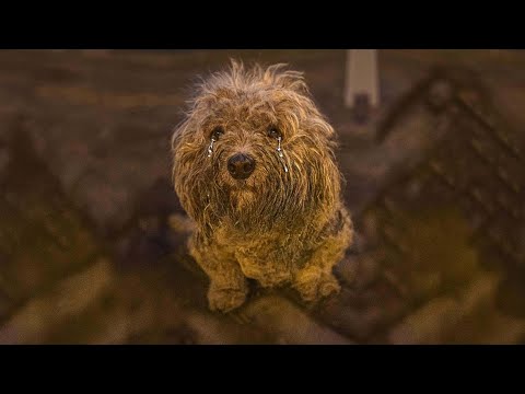 A shivering, unrecognizable little shape—until she lifted her eyes, asking for just one chance!!