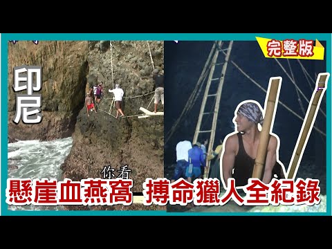 【印尼】龍蝦泡麵/退潮限定 懸崖上賭命的血燕窩獵人/五層樓天梯 快打部隊採野生燕窩 |《世界第一等》690集完整版