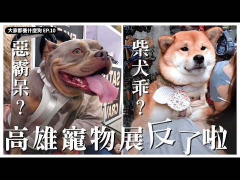 南部 「阿柴！」「阿金！」「阿霸！」「阿狗們！」集合！【大家都養什麼狗11】｜熊爸估狗　#寵物展 #高雄 #狗狗 #訓犬 #毛孩