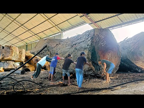 1 milyar artis ratu joglo bayar cash kayu trembesi terbesar dari saradan digergaji sawmill