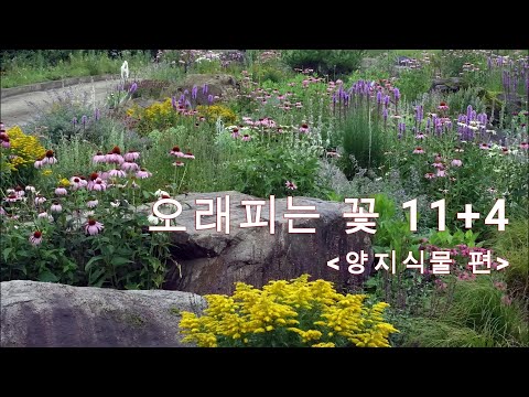 양지에서 오래 피는 꽃 11 종류와 4종류의 극강 건조 식물들 _양지식물 편