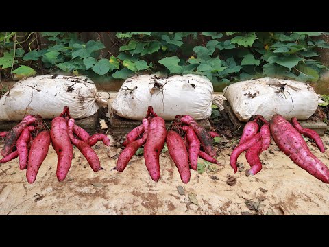 The experiment of growing sweet potatoes on the terrace was surprising